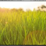 El césped no necesariamente es más verde del otro lado de la acera, aunque lo aparente