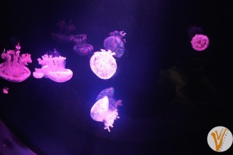 Medusas en el acuario