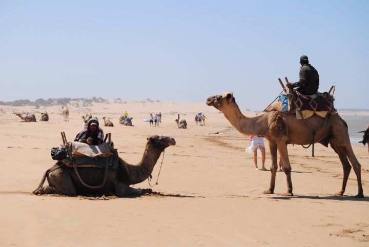 Camellos en desierto de Marruecos