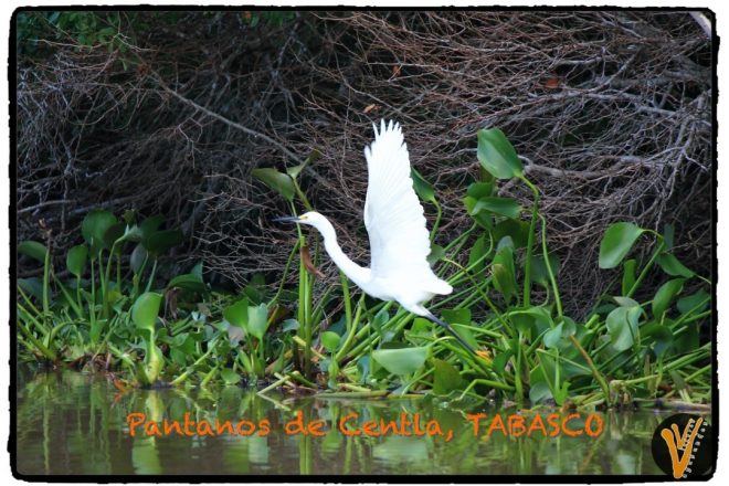 Todo Naturaleza En Yumka Y Pantanos De Centla En Tabasco 4638